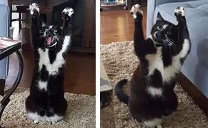 This Cat Keeps Putting Its Paws In The Air And Nobody Knows Why