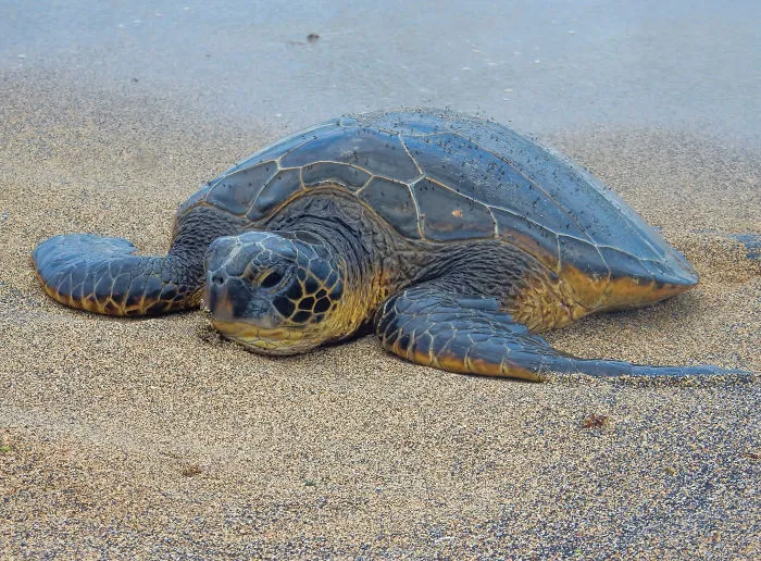 I Hiked In 1 Mile To See The Honu's On The Sand.