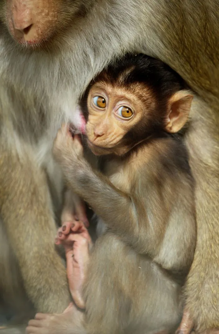 Mother-the Word That Screams Unconditional Love In The World Of Any Being
