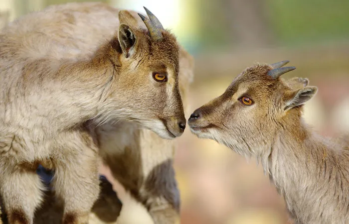 Sometimes Animals Are More Loving Than Humans, And I Photographed Them To Prove It