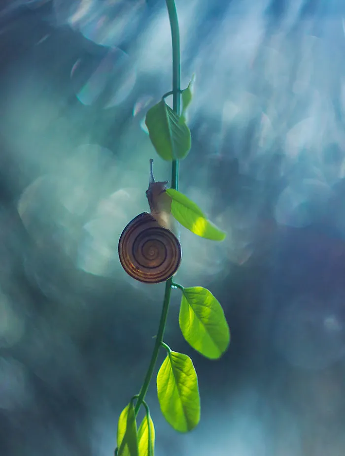 I Photographed Fairy-Tale World Of Snails In Poland