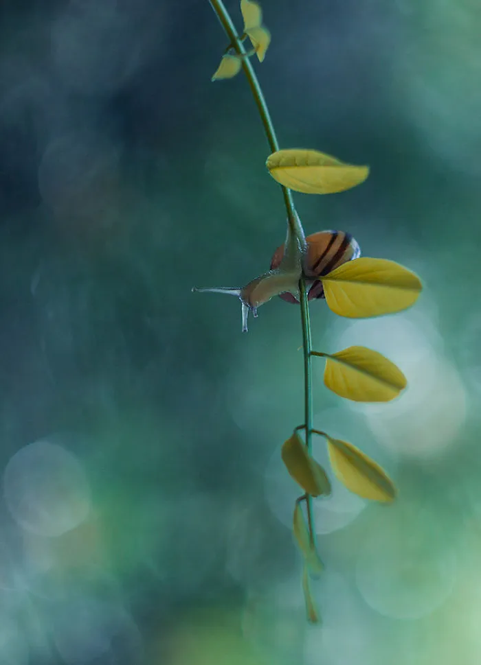I Photographed Fairy-Tale World Of Snails In Poland