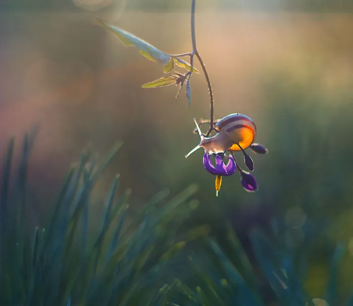 I Photographed Fairy-Tale World Of Snails In Poland