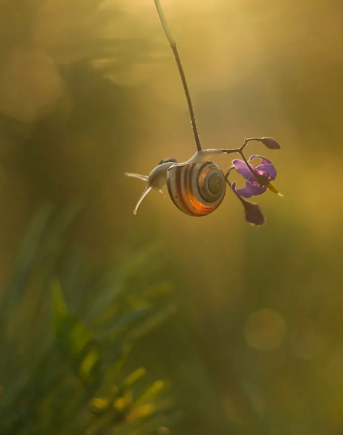 I Photographed Fairy-Tale World Of Snails In Poland