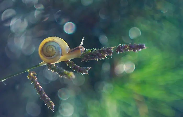 I Photographed Fairy-Tale World Of Snails In Poland