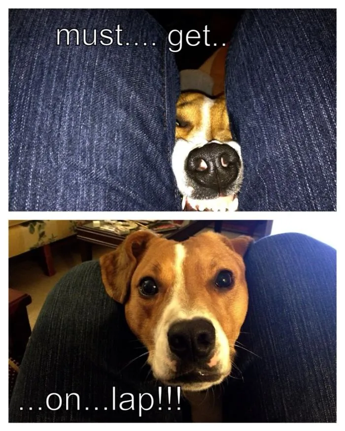 Oh Hai!