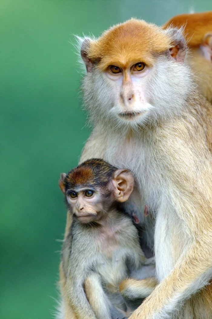 Mother-the Word That Screams Unconditional Love In The World Of Any Being