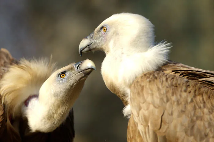 Sometimes Animals Are More Loving Than Humans, And I Photographed Them To Prove It