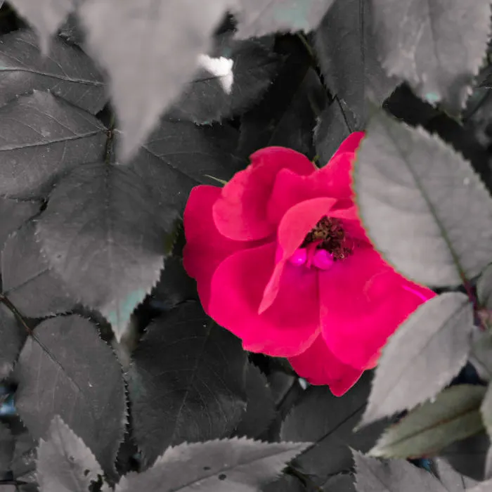 The Hidden Rose
