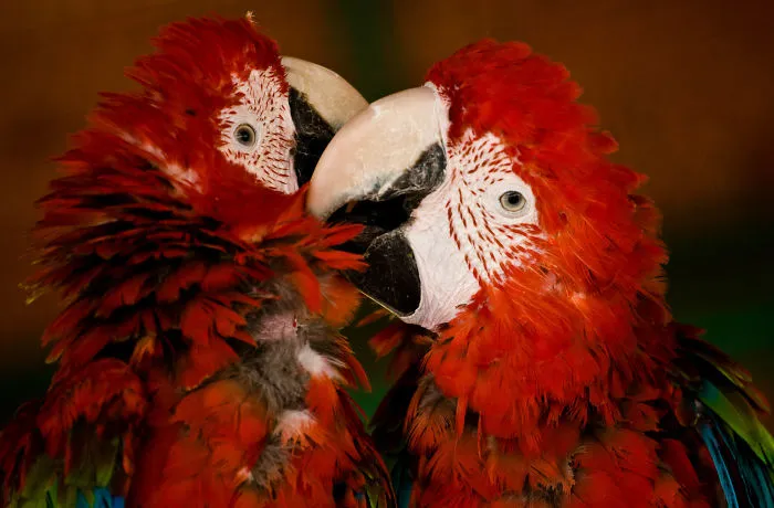 Sometimes Animals Are More Loving Than Humans, And I Photographed Them To Prove It