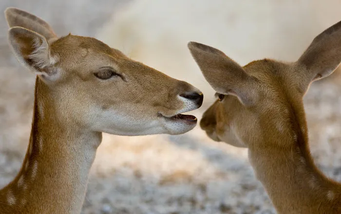 Sometimes Animals Are More Loving Than Humans, And I Photographed Them To Prove It