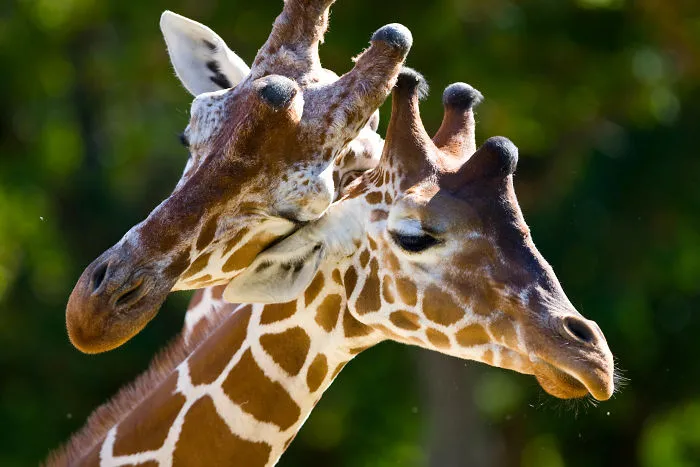 Sometimes Animals Are More Loving Than Humans, And I Photographed Them To Prove It