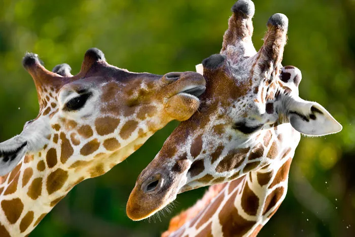 Sometimes Animals Are More Loving Than Humans, And I Photographed Them To Prove It