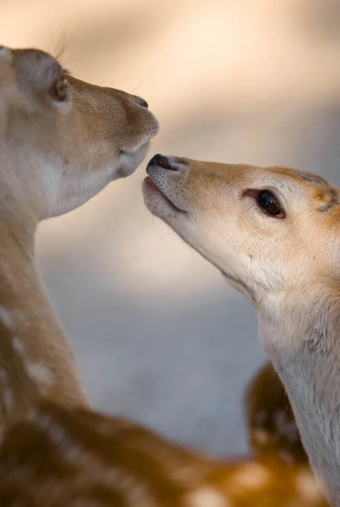 Sometimes Animals Are More Loving Than Humans, And I Photographed Them To Prove It