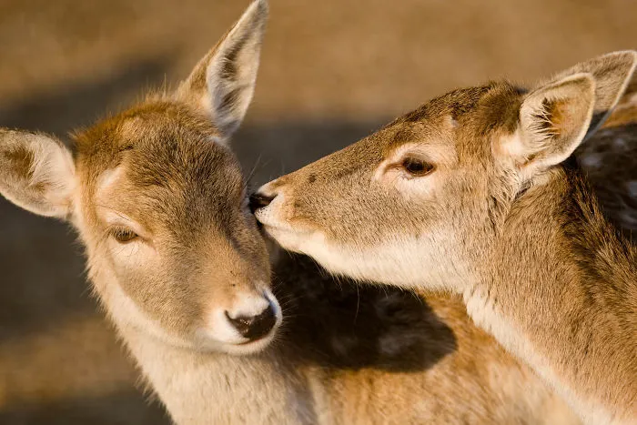 Sometimes Animals Are More Loving Than Humans, And I Photographed Them To Prove It
