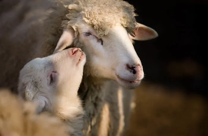 Sometimes Animals Are More Loving Than Humans, And I Photographed Them To Prove It