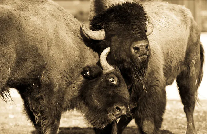 Sometimes Animals Are More Loving Than Humans, And I Photographed Them To Prove It