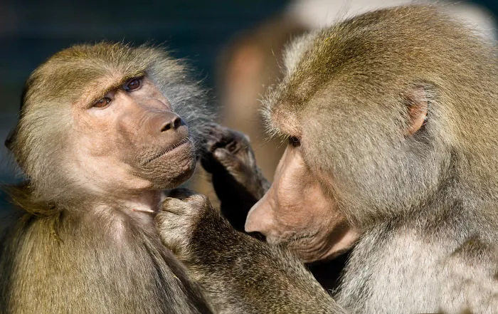 Sometimes Animals Are More Loving Than Humans, And I Photographed Them To Prove It