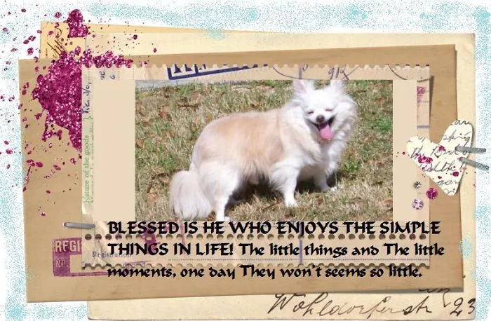 Pacos Hope  From Puppy Mill To Rescue Spokes Dog