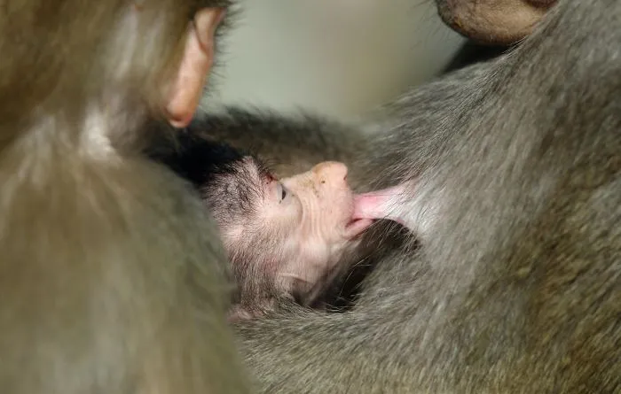 Mother-the Word That Screams Unconditional Love In The World Of Any Being