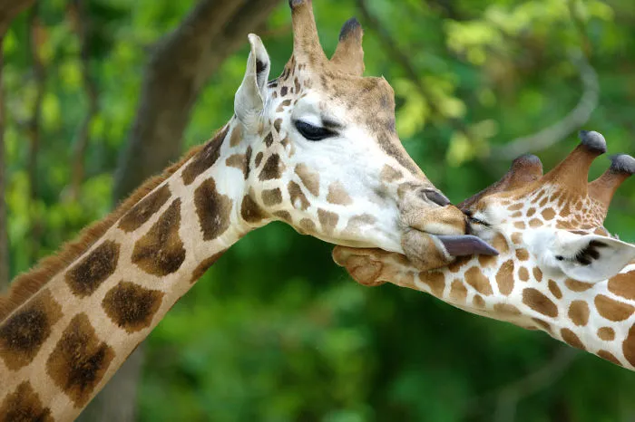 Sometimes Animals Are More Loving Than Humans, And I Photographed Them To Prove It