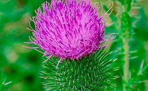 Beautiful Thistle