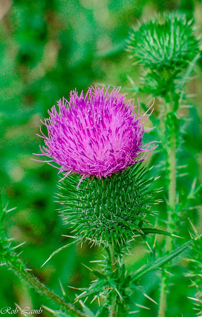 Beautiful Thistle