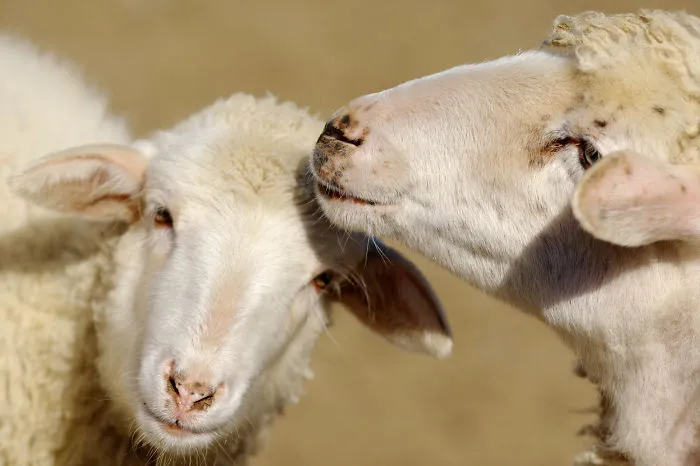 Sometimes Animals Are More Loving Than Humans, And I Photographed Them To Prove It