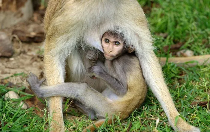 Mother-the Word That Screams Unconditional Love In The World Of Any Being