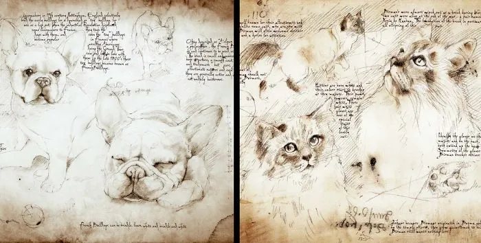 Drawings Of Cats And Dogs Replicating Leonardo Da Vinci's Style