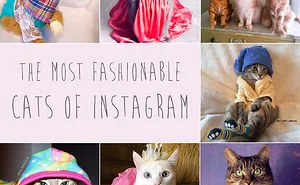 7 Fashionable Cats You Have To Follow On Instagram
