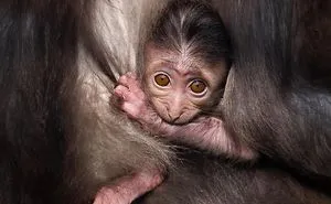 Mother-the Word That Screams Unconditional Love In The World Of Any Being