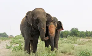 10 Reasons To Love Elephants This World Elephant Day!