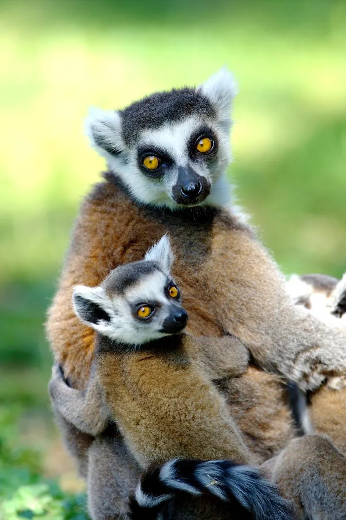 Mother-the Word That Screams Unconditional Love In The World Of Any Being