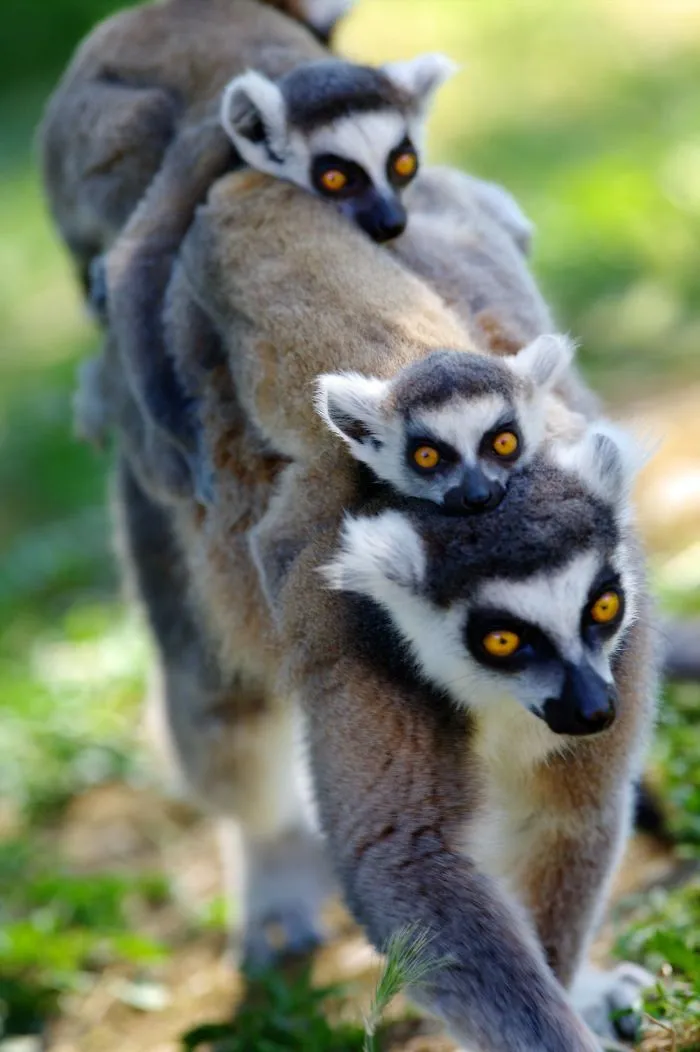 Mother-the Word That Screams Unconditional Love In The World Of Any Being