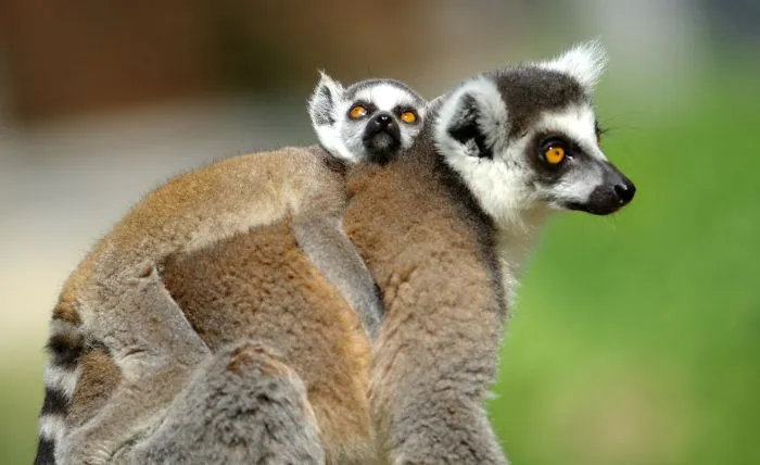 Mother-the Word That Screams Unconditional Love In The World Of Any Being