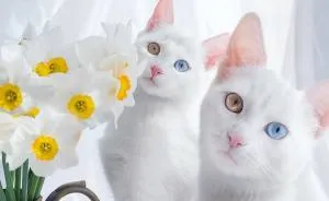 Meet The Most Beautiful Twin Cats In The World
