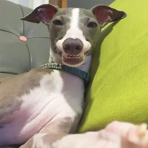Lucy the iggy