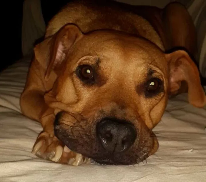 Let Me Introduce You With My Lady.10 Y.o.pitcross.1000 Ticks Found In Ears When Saved 2 Years A