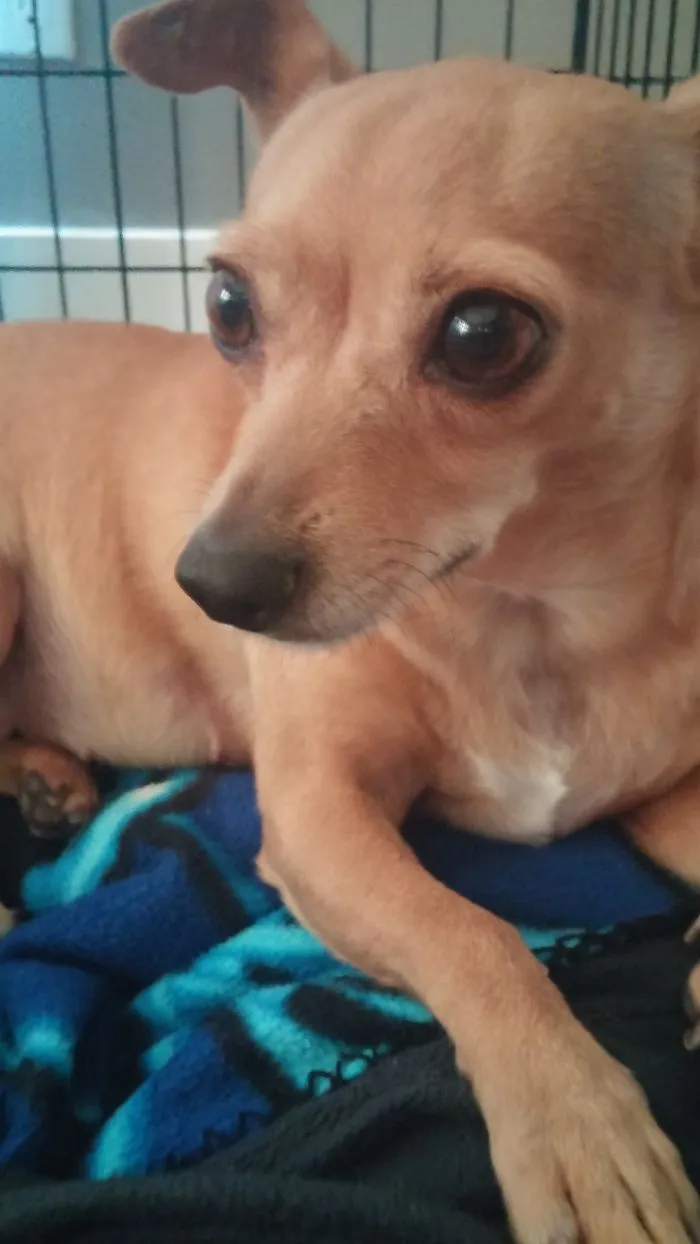 I Adopted This Little Pooch Who Was Abused. Now She Loves Home!