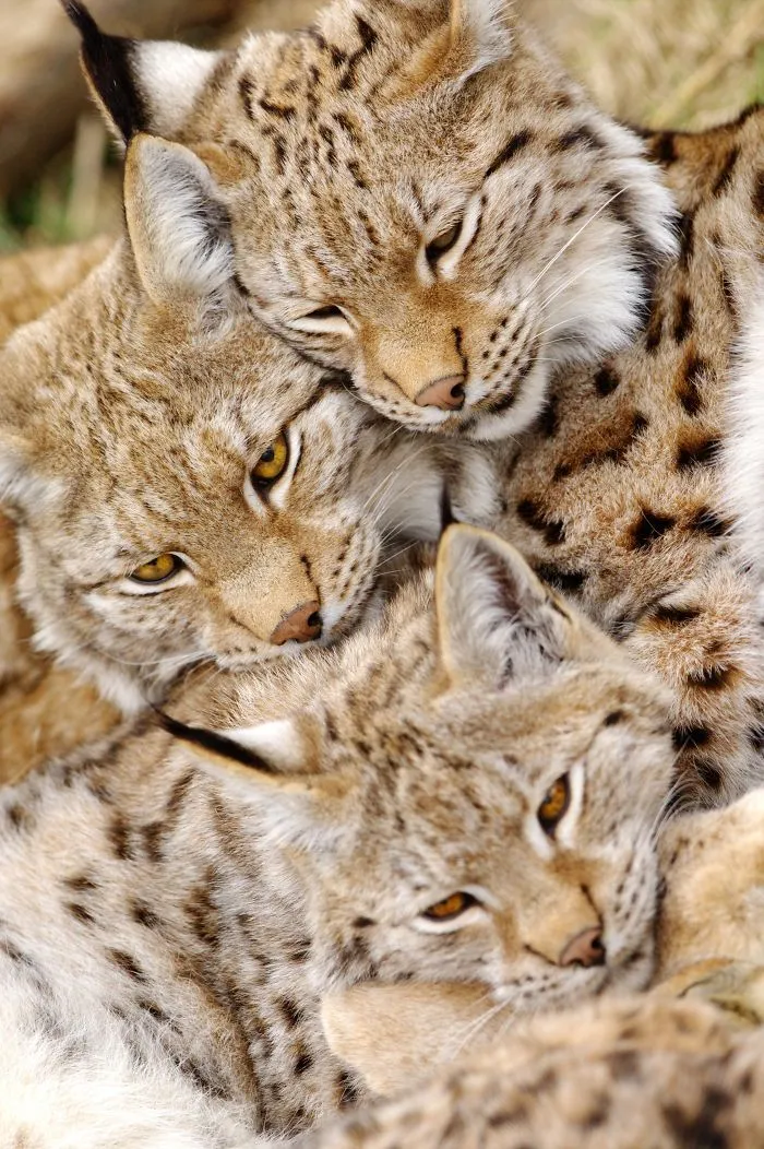 Mother-the Word That Screams Unconditional Love In The World Of Any Being