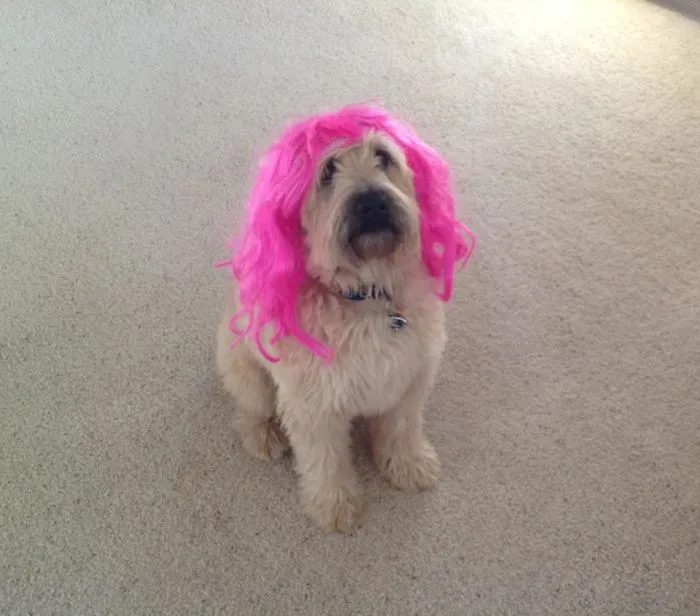 When You Dress Your Dog Up Like Katy Perry, The Humiliation Never Ends.