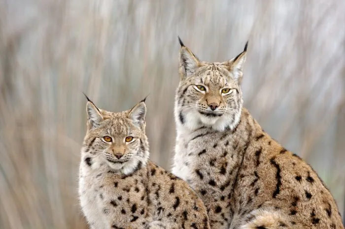 Mother-the Word That Screams Unconditional Love In The World Of Any Being