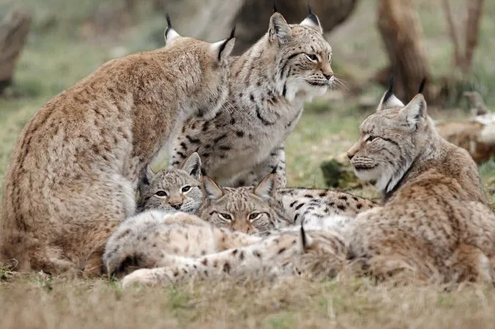 Mother-the Word That Screams Unconditional Love In The World Of Any Being
