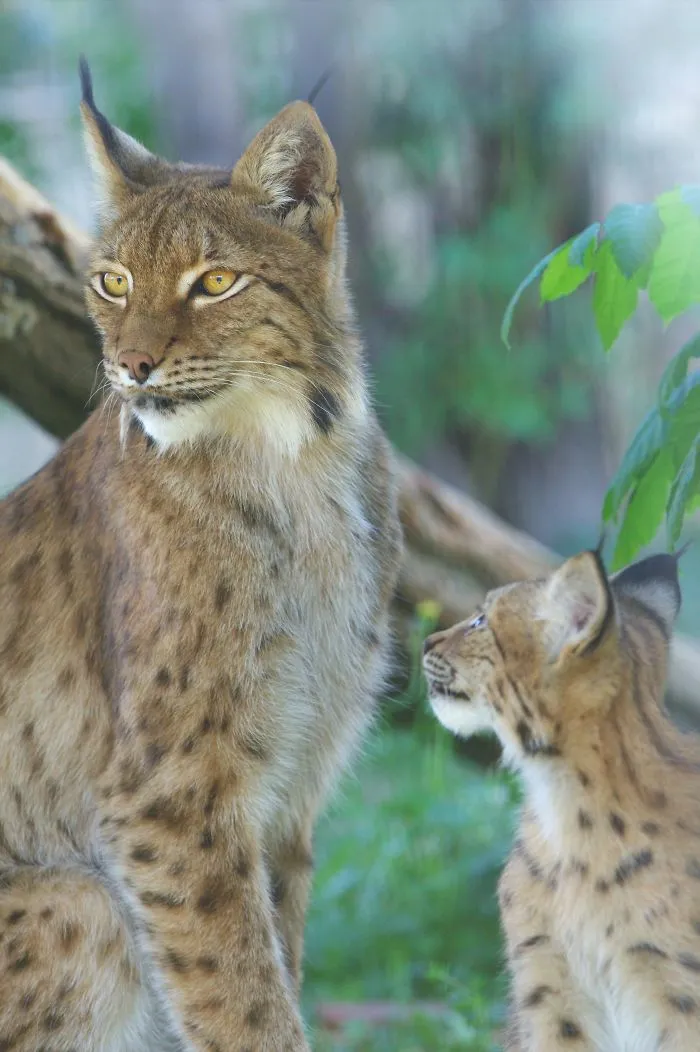 Mother-the Word That Screams Unconditional Love In The World Of Any Being
