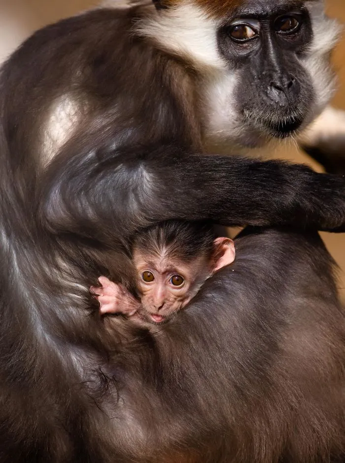 Mother-the Word That Screams Unconditional Love In The World Of Any Being