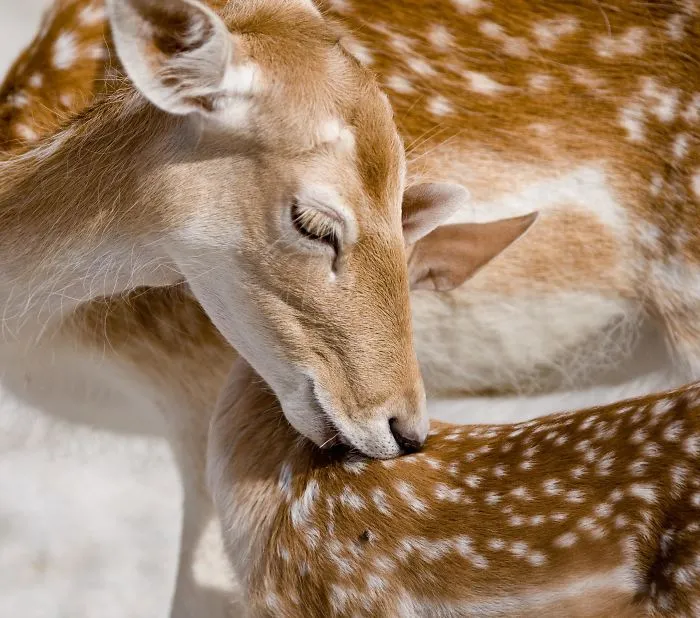 Mother-the Word That Screams Unconditional Love In The World Of Any Being