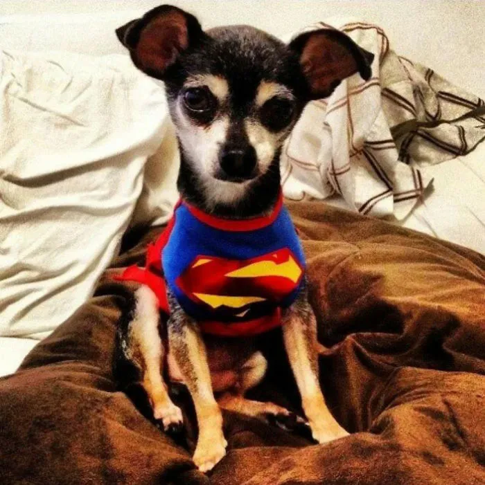 Memí Was 9 (now 12).  Was Heartworm Positive Which Caused Heart Failur. But Still Going Strong.