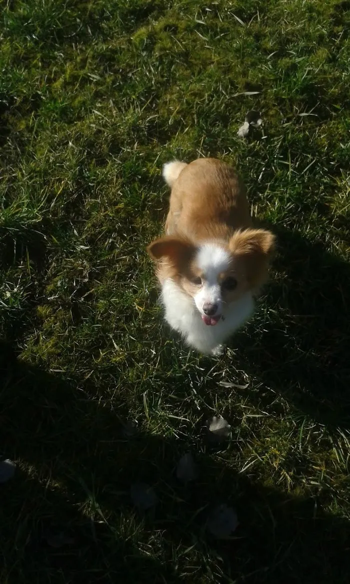 Emőke The Best Decision Of 2016. Our Home For Her Is The 4th. 8 Years Old, One Eyed Beauty