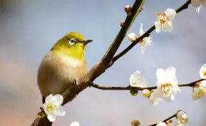 I Photograph Nature In Japan In The Visual Haiku Style